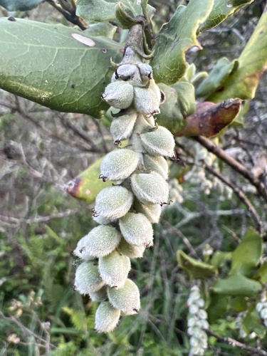 Garrya elliptica (coast silktassel) (alternate view 2)