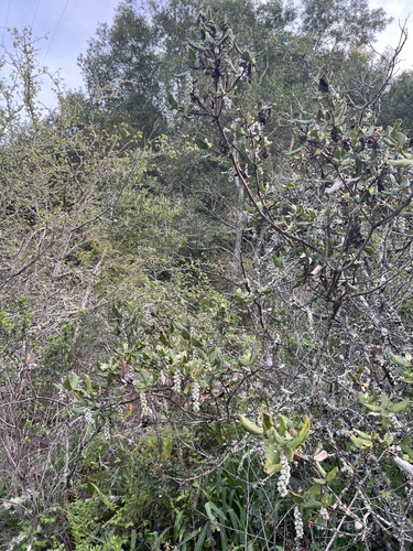 Garrya elliptica (coast silktassel) (alternate view 3)