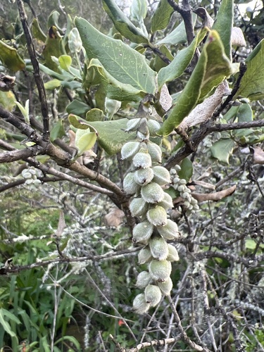 Garrya elliptica (coast silktassel) (alternate view 4)
