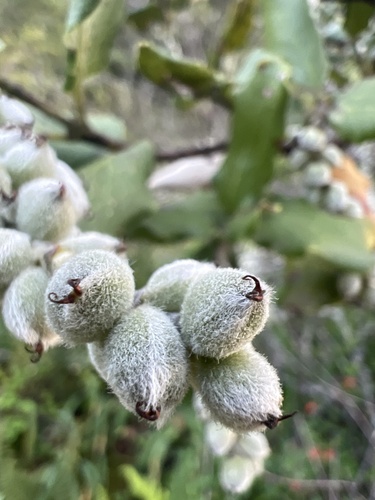 Garrya elliptica (coast silktassel) (alternate view 5)