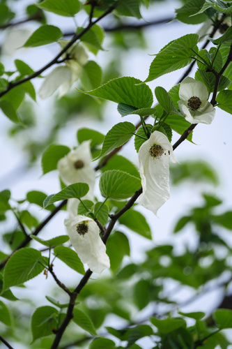 Davidia involucrata (dove tree) (alternate view 11)