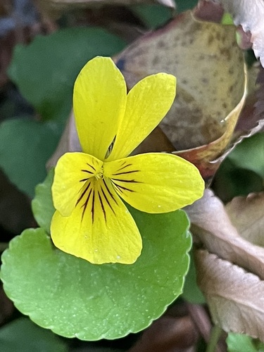 Viola sempervirens (Evergreen Yellow Violet) (alternate view 5)