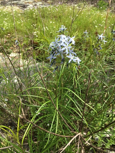 Amsonia hubrichtii (Arkansas Bluestar) (alternate view 5)