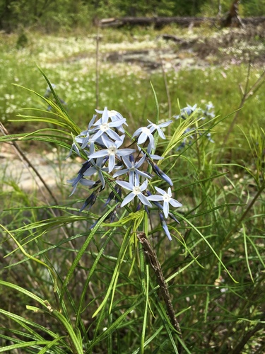 Amsonia hubrichtii (Arkansas Bluestar) (alternate view 4)