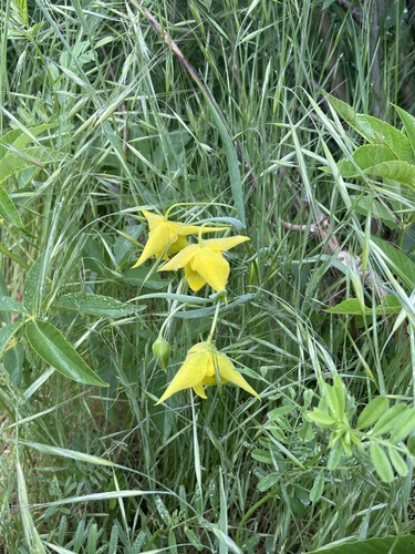 Calochortus amabilis (Diogenes' lantern)