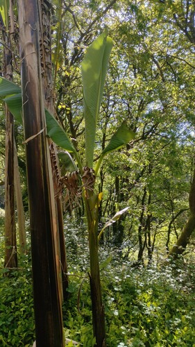 Musa basjoo (Hardy Banana)