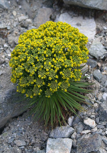 Draba (Drabas) (alternate view 11)