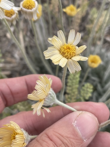 Tetraneuris scaposa (Stemmy Four-nerved Daisy) (alternate view 2)