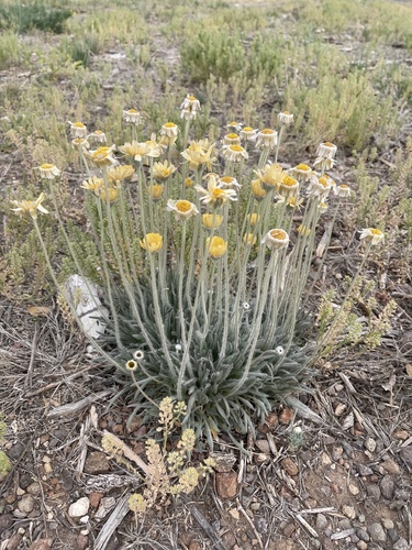 Tetraneuris scaposa (Stemmy Four-nerved Daisy) (alternate view 3)