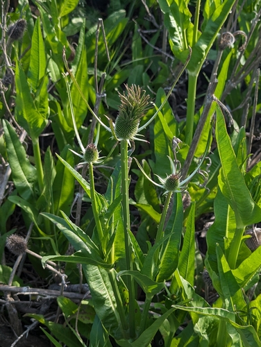 Dipsacus sativus (fuller's teasel) (alternate view 9)