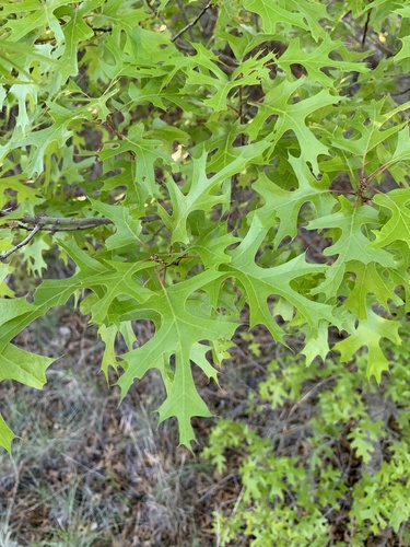 Quercus buckleyi (Buckley's oak) (alternate view 4)