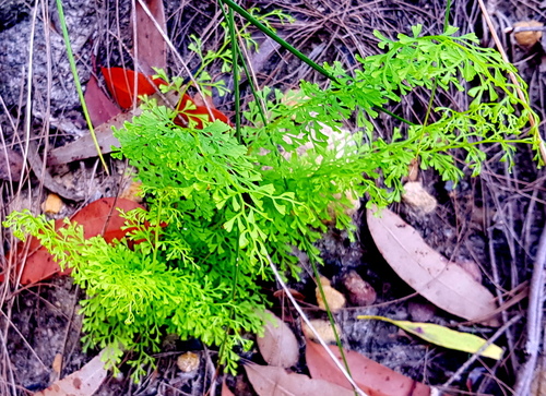 Lindsaea microphylla (lacy wedge fern) (alternate view 8)