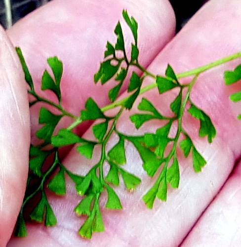 Lindsaea microphylla (lacy wedge fern) (alternate view 9)