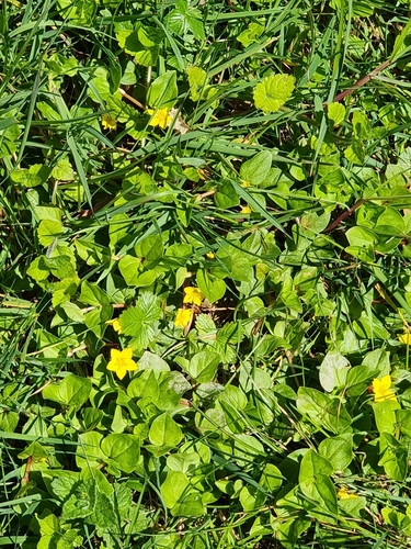 Lysimachia nemorum (Yellow Pimpernel)