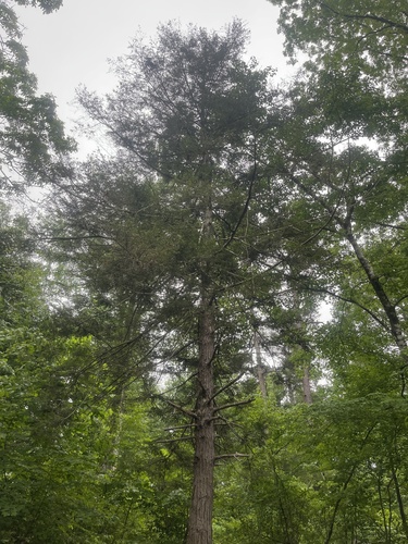 Tsuga canadensis (eastern hemlock) (alternate view 4)