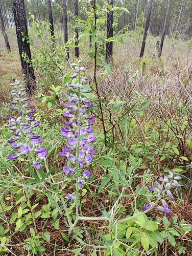 Baptisia (wild indigos) (alternate view 5)
