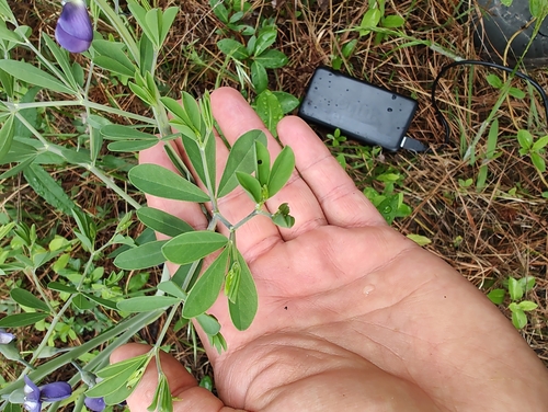 Baptisia (wild indigos) (alternate view 6)