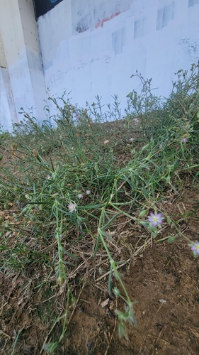 Spergularia marina (Saltmarsh Sand Spurry)