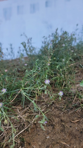 Spergularia marina (Saltmarsh Sand Spurry)