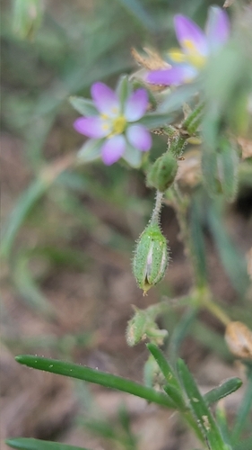 Spergularia marina (Saltmarsh Sand Spurry)