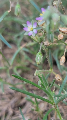 Spergularia marina (Saltmarsh Sand Spurry)