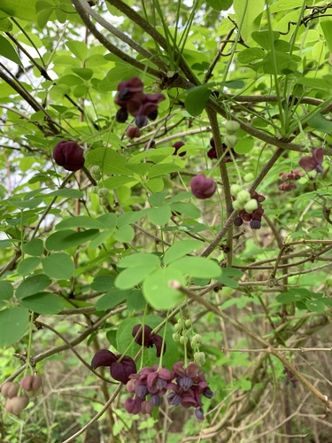 Akebia quinata (five-leaved akebia) (alternate view 12)