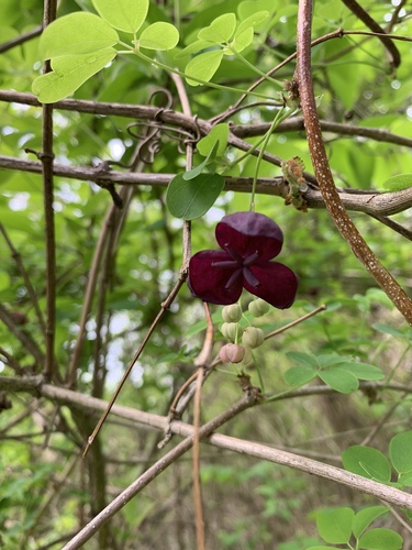 Akebia quinata (five-leaved akebia) (alternate view 11)