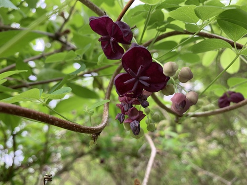 Akebia quinata (five-leaved akebia) (alternate view 10)