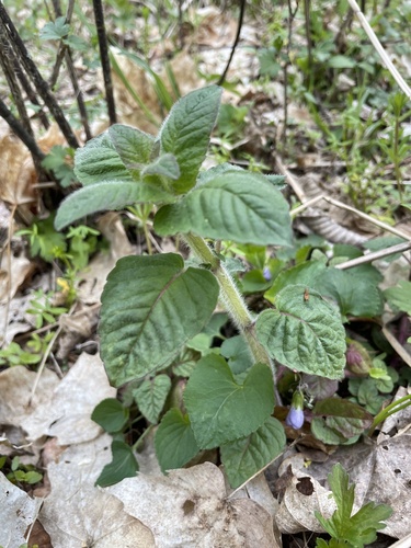 Blephilia hirsuta (Hairy Wood Mint) (alternate view 3)