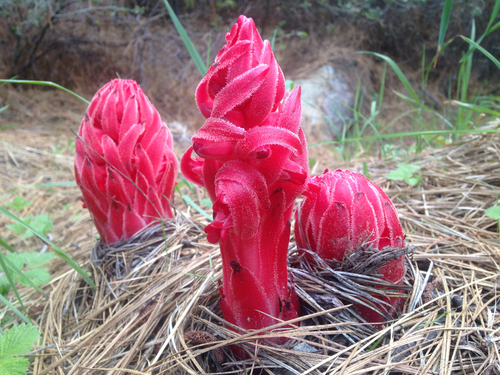 Sarcodes sanguinea (Snowplant) (alternate view 3)