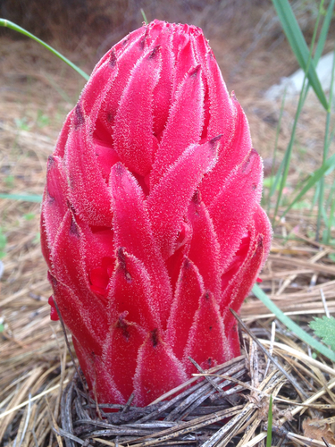 Sarcodes sanguinea (Snowplant) (alternate view 4)