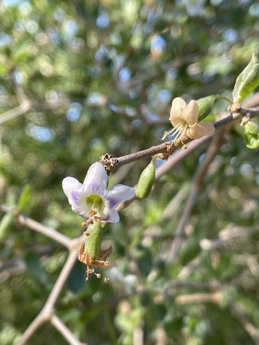 Lycium ferocissimum (African boxthorn) (alternate view 7)
