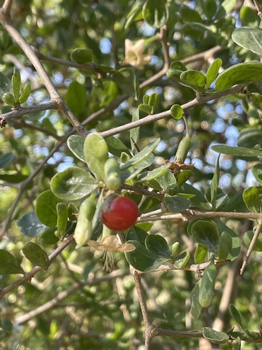 Lycium ferocissimum (African boxthorn) (alternate view 8)