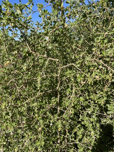 Lycium ferocissimum (African boxthorn) (alternate view 9)