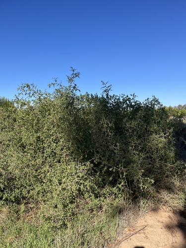 Lycium ferocissimum (African boxthorn) (alternate view 10)