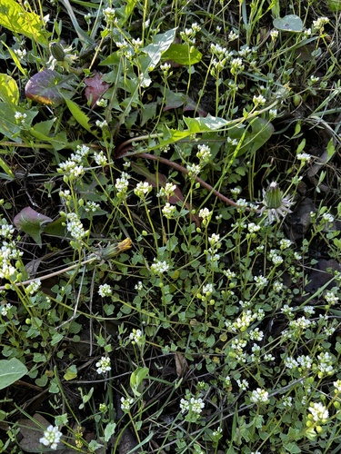 Cochlearia danica (Danish Scurvy-grass)