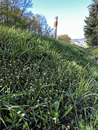 Cochlearia danica (Danish Scurvy-grass)