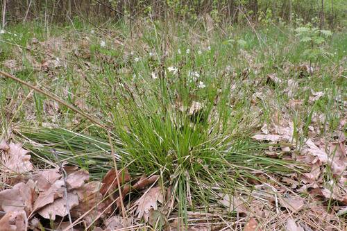 Carex umbrosa (shade sedge) (alternate view 4)