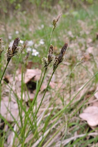 Carex umbrosa (shade sedge) (alternate view 5)