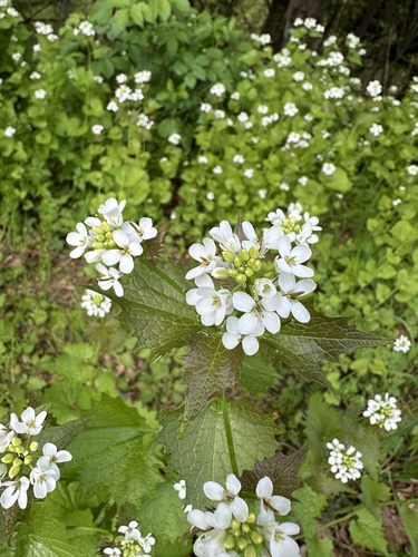 Alliaria petiolata (garlic mustard) (alternate view 2)