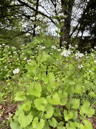 Alliaria petiolata (garlic mustard) (alternate view 3)