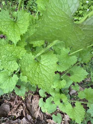 Alliaria petiolata (garlic mustard) (alternate view 4)