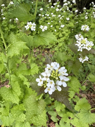 Alliaria petiolata (garlic mustard) (alternate view 5)