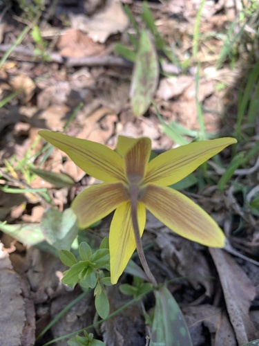 Erythronium americanum (Yellow Trout Lily)