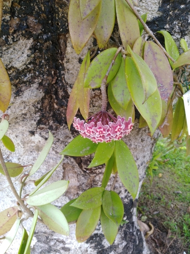 Hoya pubicalyx (Wax Plant)