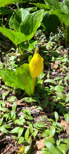 Lysichiton americanus (swamp lanterns, skunk cabbage)