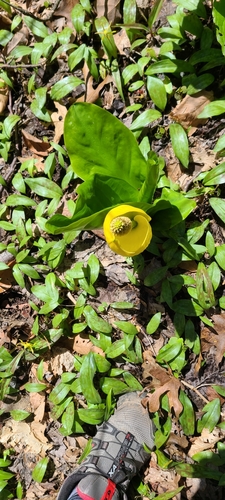 Lysichiton americanus (swamp lanterns, skunk cabbage) (alternate view 2)