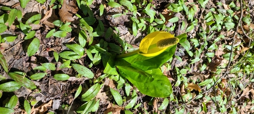 Lysichiton americanus (swamp lanterns, skunk cabbage) (alternate view 3)