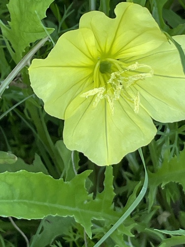 Oenothera triloba (Stemless Evening Primrose) (alternate view 5)