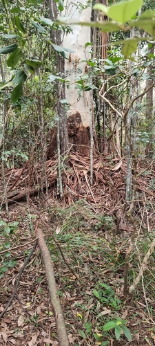 Eucalyptus grandis (Flooded Gum)